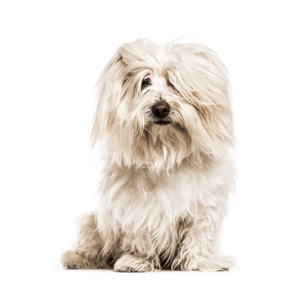 Coton de Tuléar Dog Breed Information, Puppies & Breeders Dogs Australia