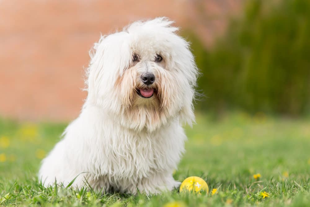 Coton de Tulear: Dog breed characteristics & care