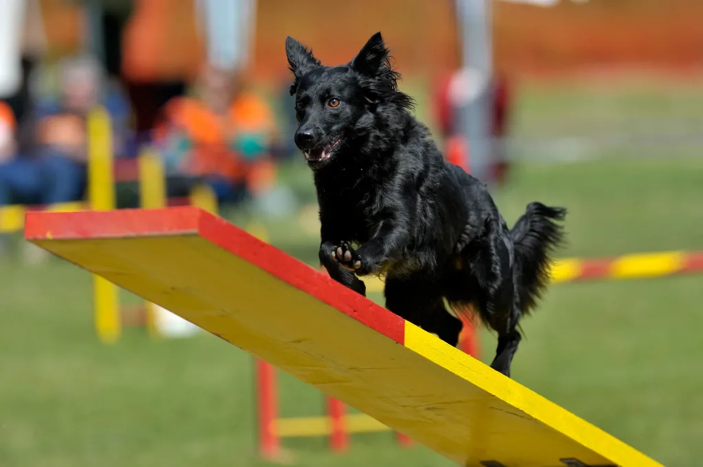 Croatian Sheepdog Dog training session on play ground