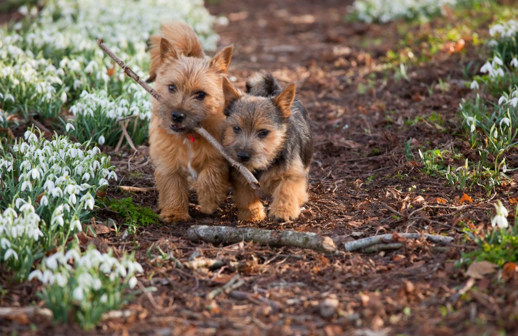 Norwich Terrier Dog training with wood pice 