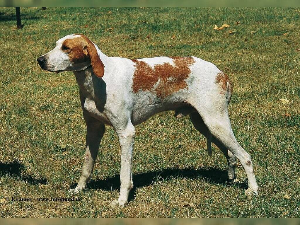 Grand Anglo-Français Blanc et Orange Dog