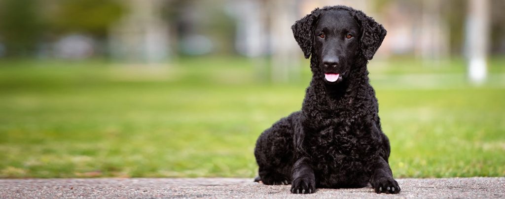 Curly Coated Retriever Dog Inhaling clean air enhances overall health