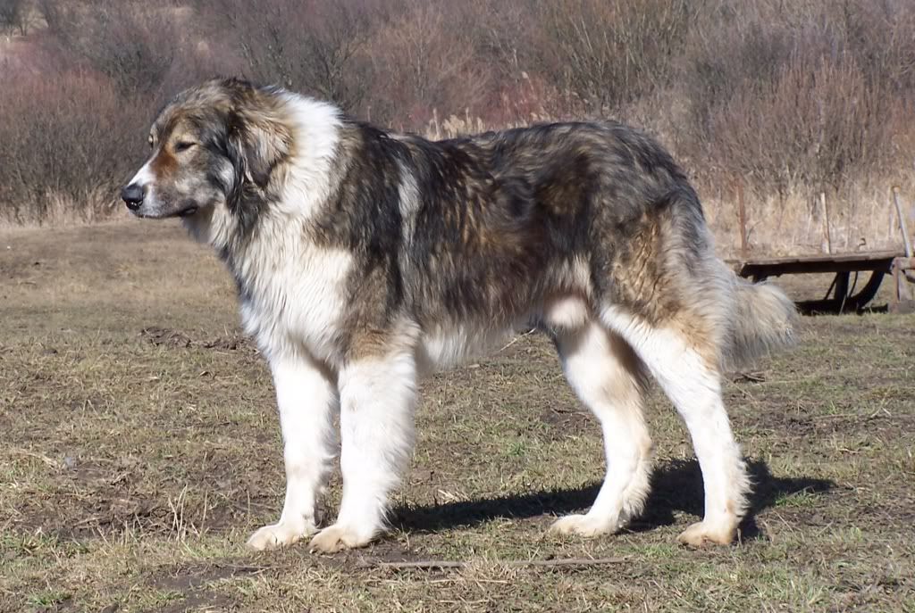 Carpathian Shepherd Dog 13 | Caucasian shepherd dog, Livestock guardian dog