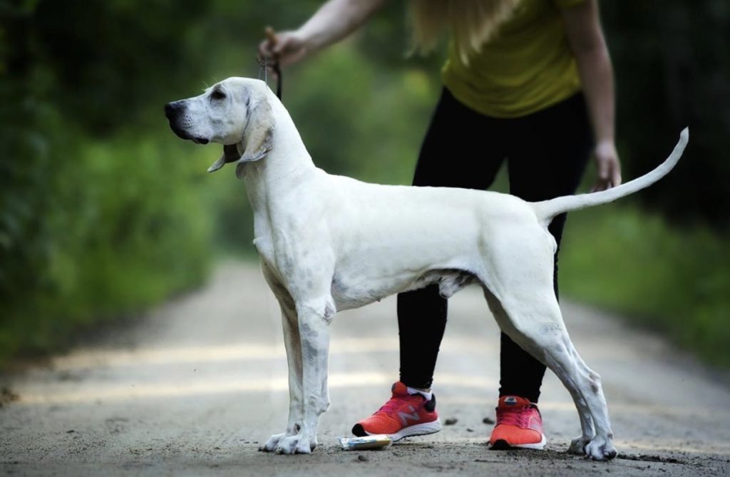 Porcelaine Dog training with owner