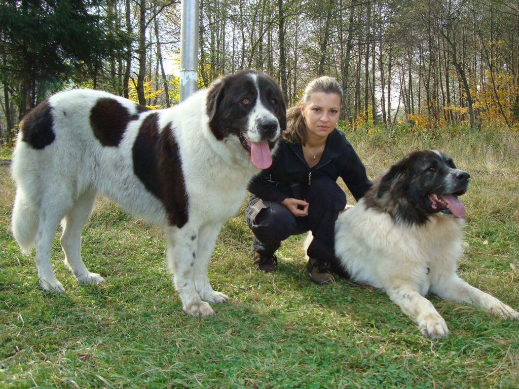 Size and Breed Category Bucovina Shepherd Dog