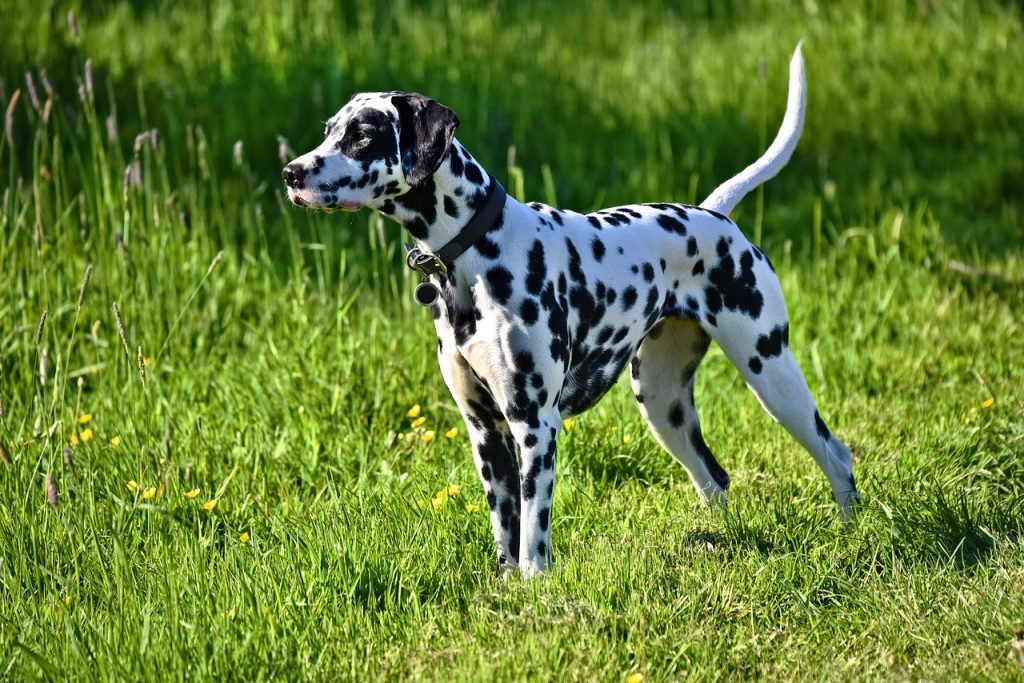 Dalmatian Dog Inhaling clean air enhances overall health