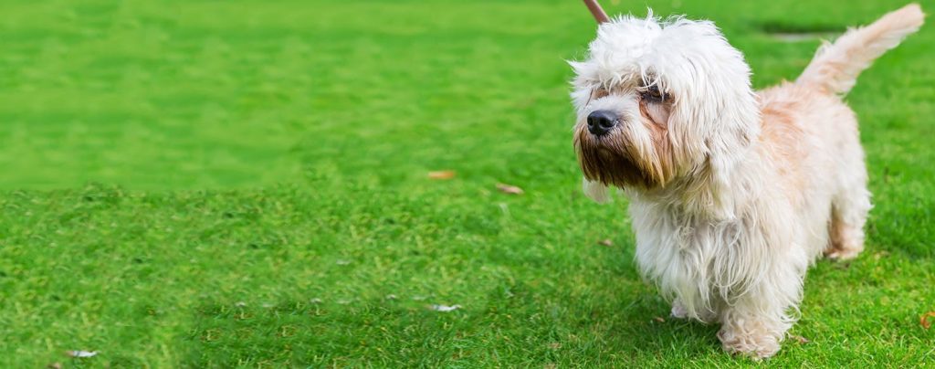 Dandie Dinmont Terrier Dog Inhaling clean air enhances overall health