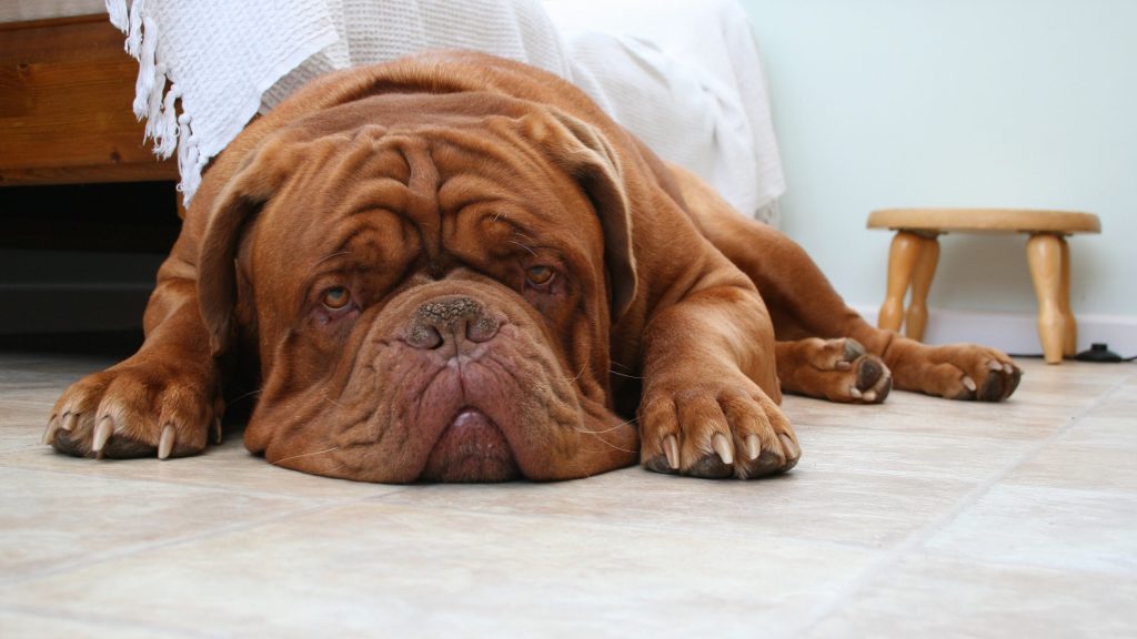 Dogue de Bordeaux Dog Dog housing necessitates a comfortable and secure environment