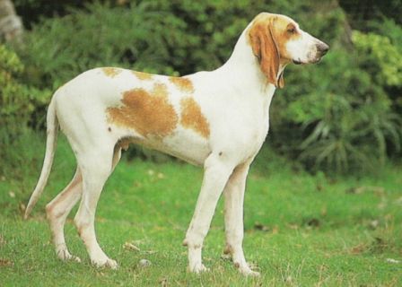 Grand Anglo-Français Blanc et Orange Dog Breed Information
