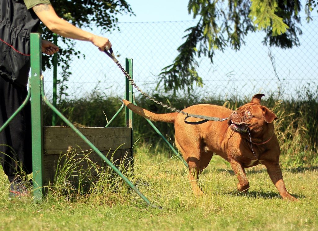 Mastiff Dog training with owner