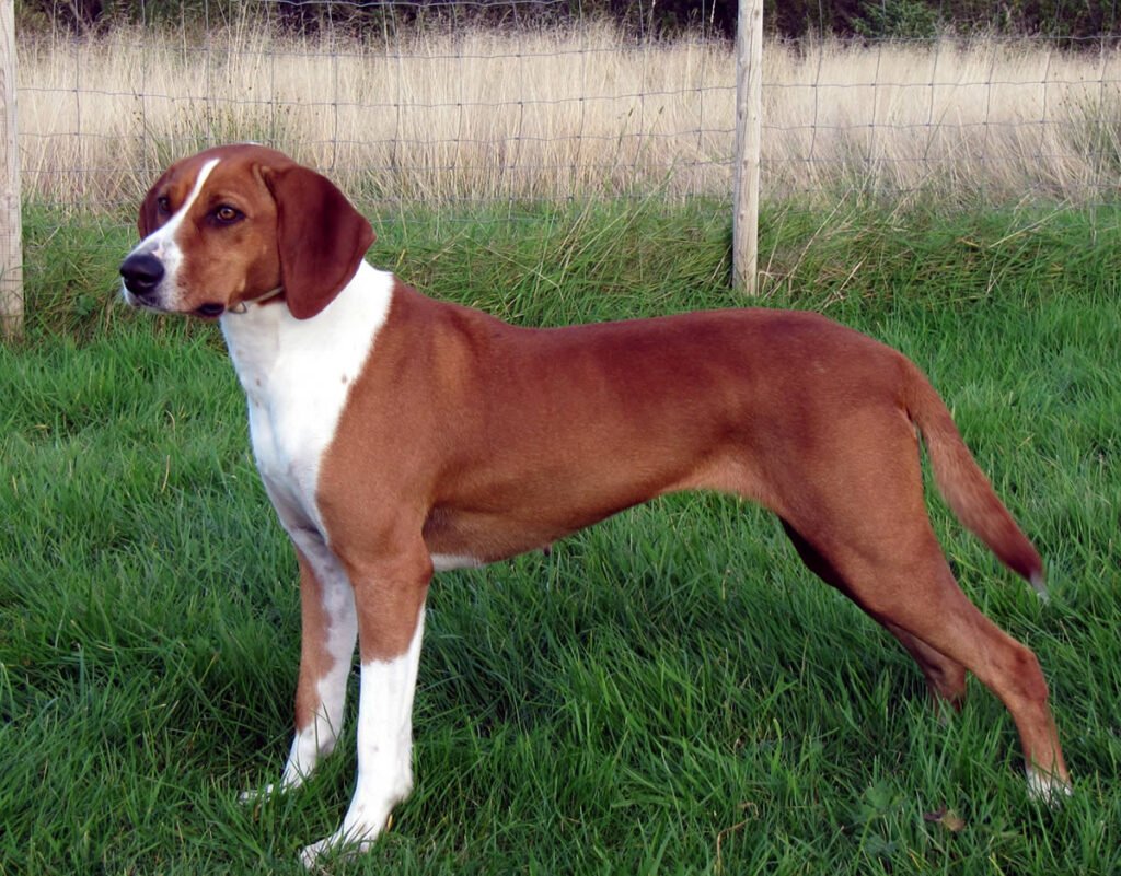 Deutsche Bracke or Steinbracke Dog Breed Information