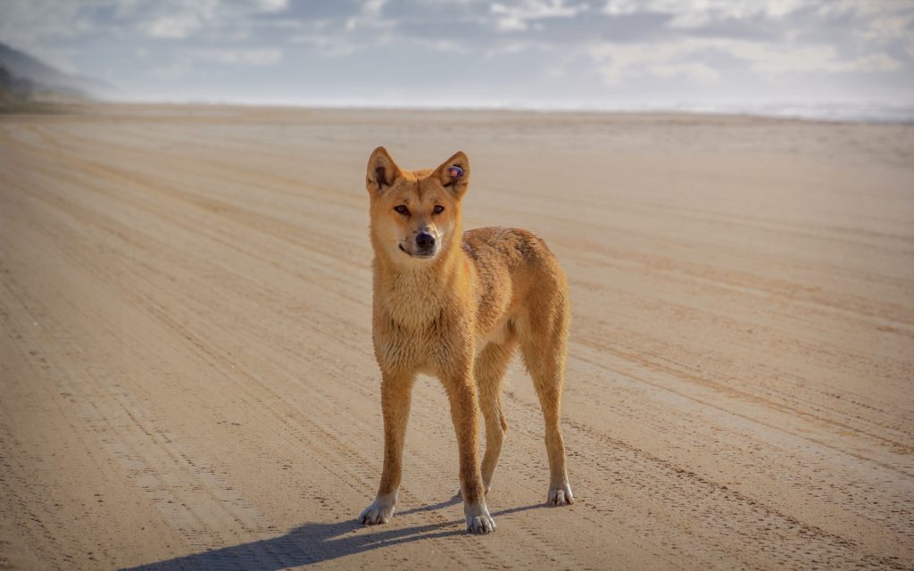 Suitability as a Pet for Children Dingo Dog