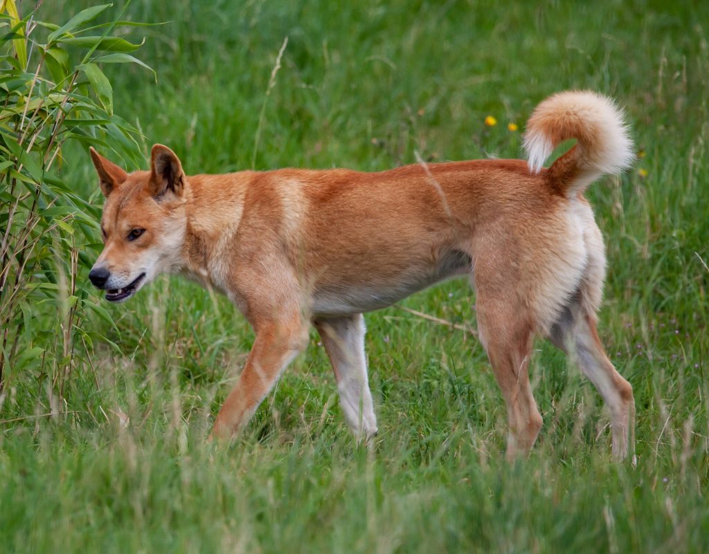 Dingo Dog Inhaling clean air enhances overall health