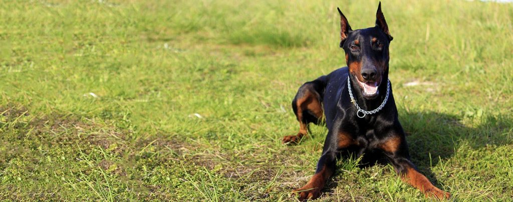 Doberman Pinscher - Dobermann Dog Geared up and prepared for the upcoming training session