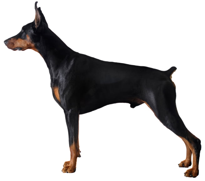 Doberman Pinscher - Dobermann Dog Breed Information