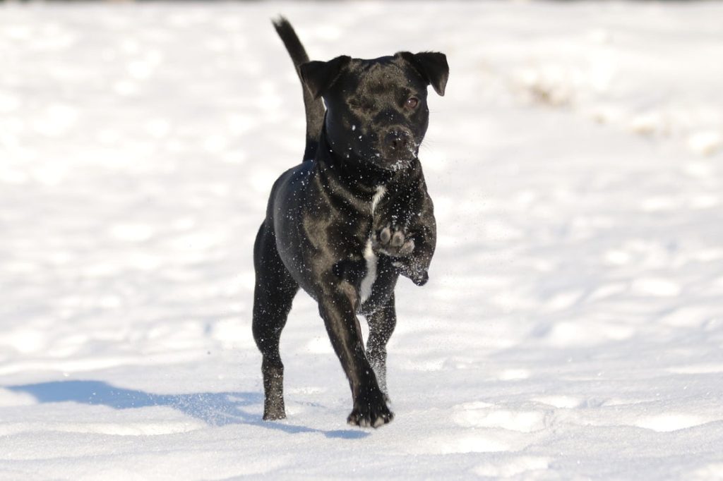 Patterdale Terrier Dog running exercise on snow