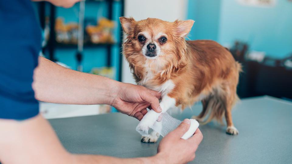 Pet Insurance That Covers Pre-Existing Conditions