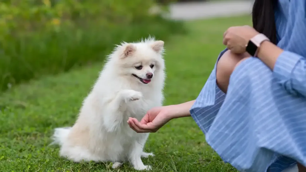 pomeranian dog training with special needs