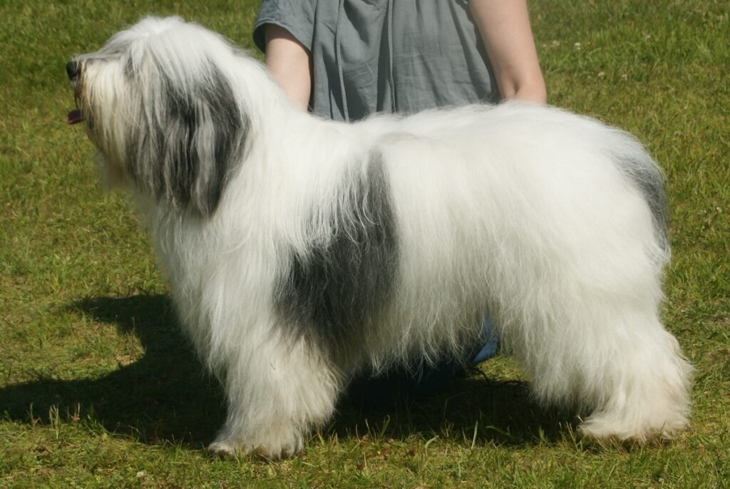 19 Long-Haired Dog Breeds Bearded Collie Dog