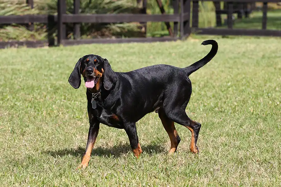 Austrian Black and Tan Hound Dog happy with family