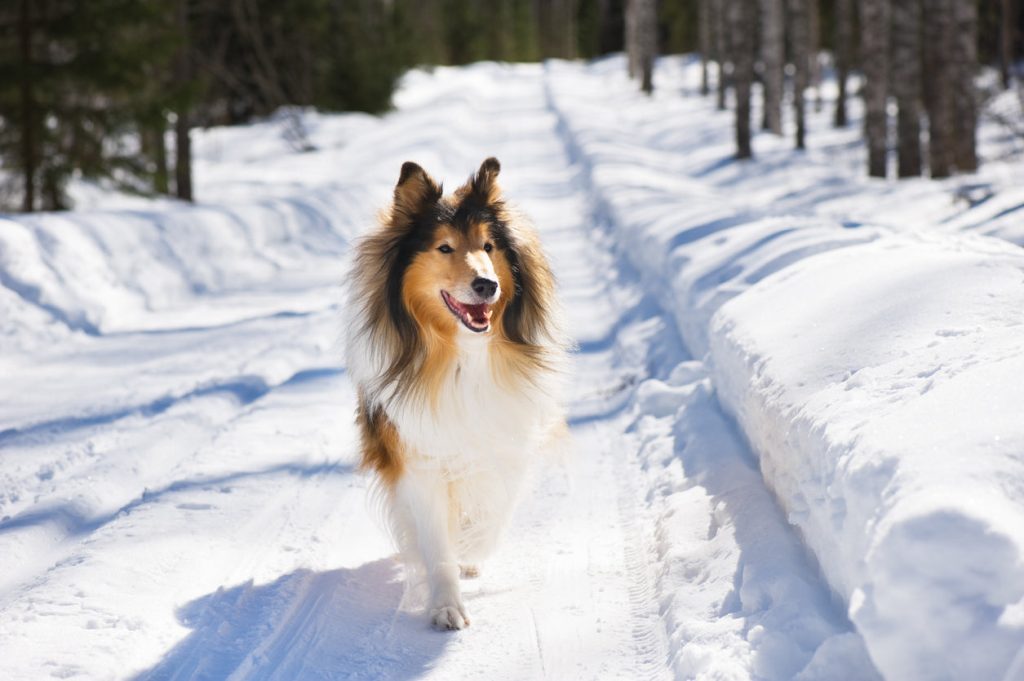 Rough Collie Dog running exercise