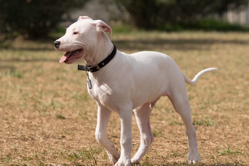 Dogo Guatemalteco Dog