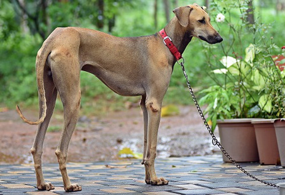 Chippiparai Dog Breed Information