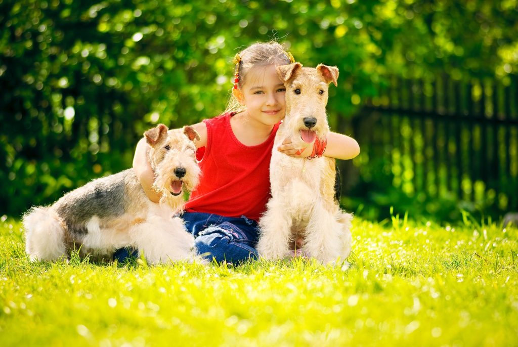 Wire Fox Terrier Dog play with kid