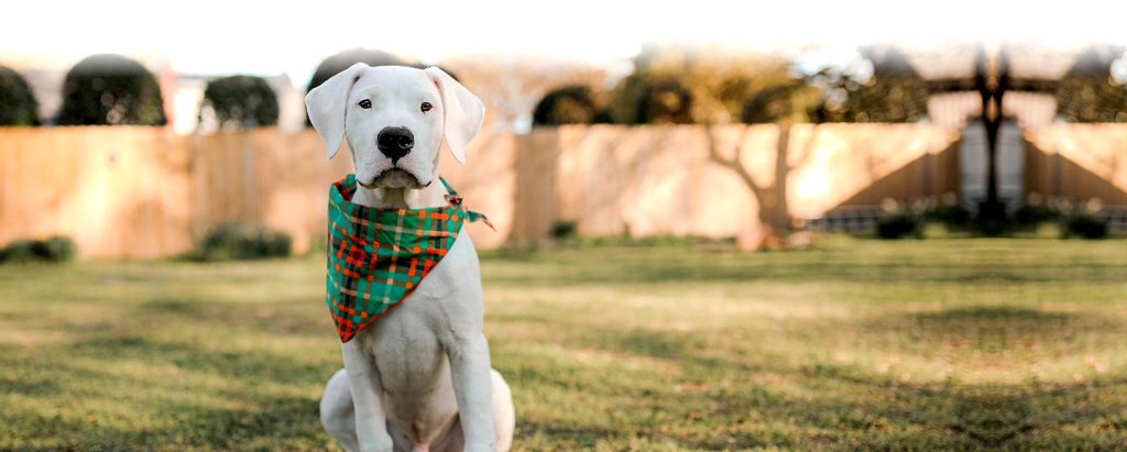 Dogo Guatemalteco Dog Inhaling clean air enhances overall health