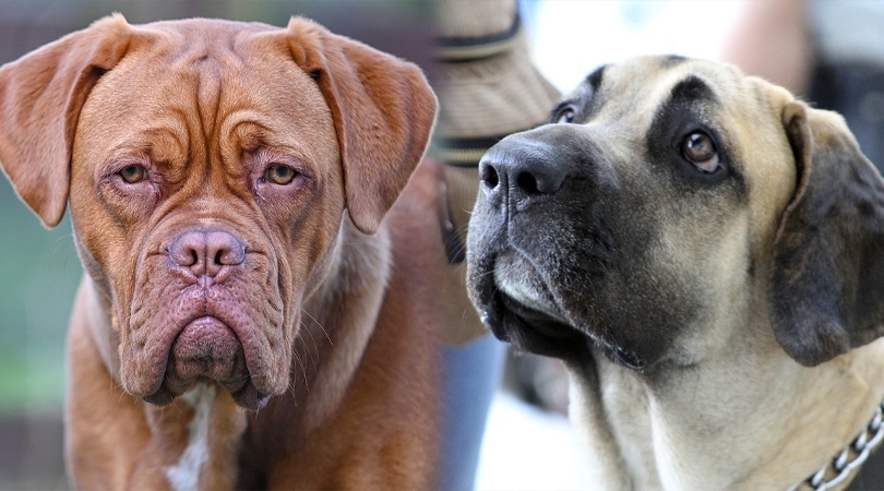 Dogue Brasileiro Dog Breed Info: Pictures, Traits & Facts | Hepper