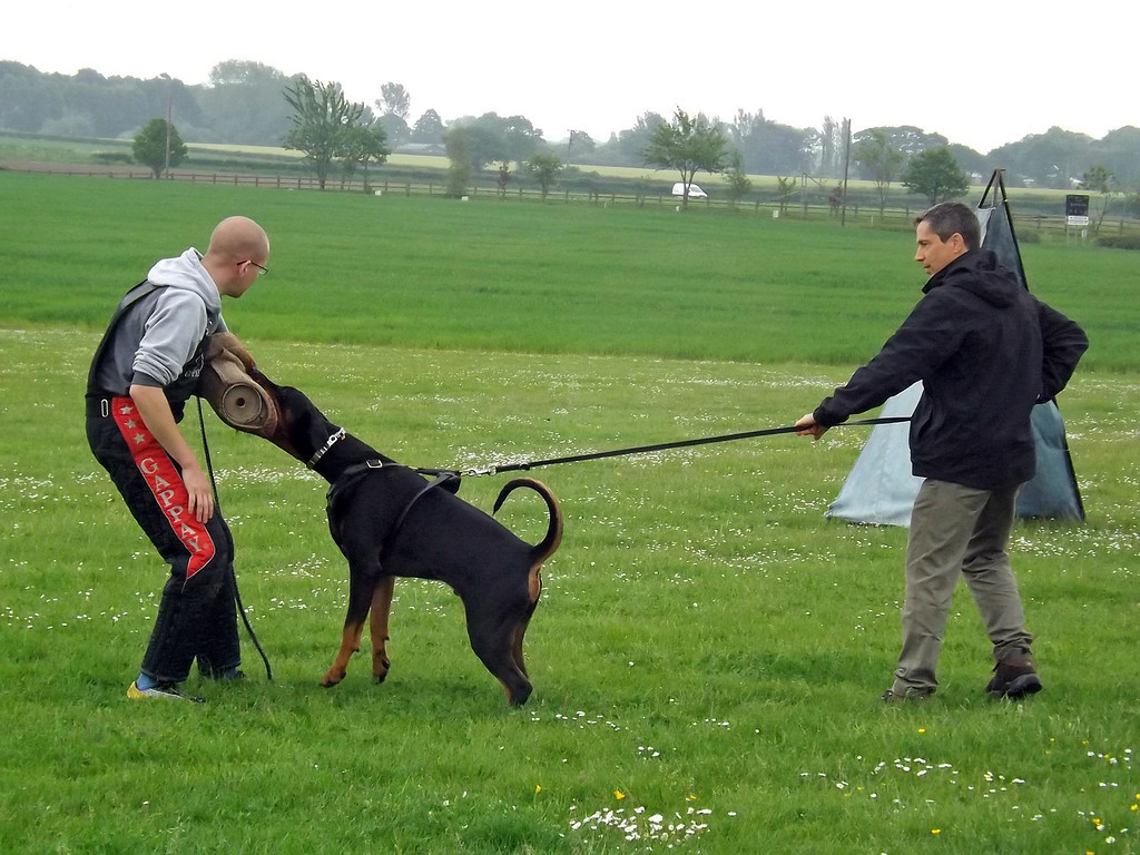 Doberman Pinscher - Dobermann Dog how to train