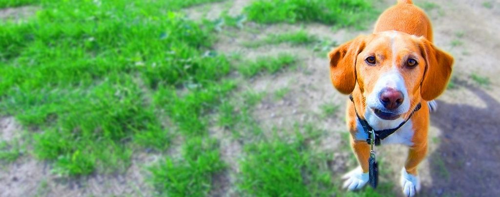 Drever Dog Inhaling clean air enhances overall health