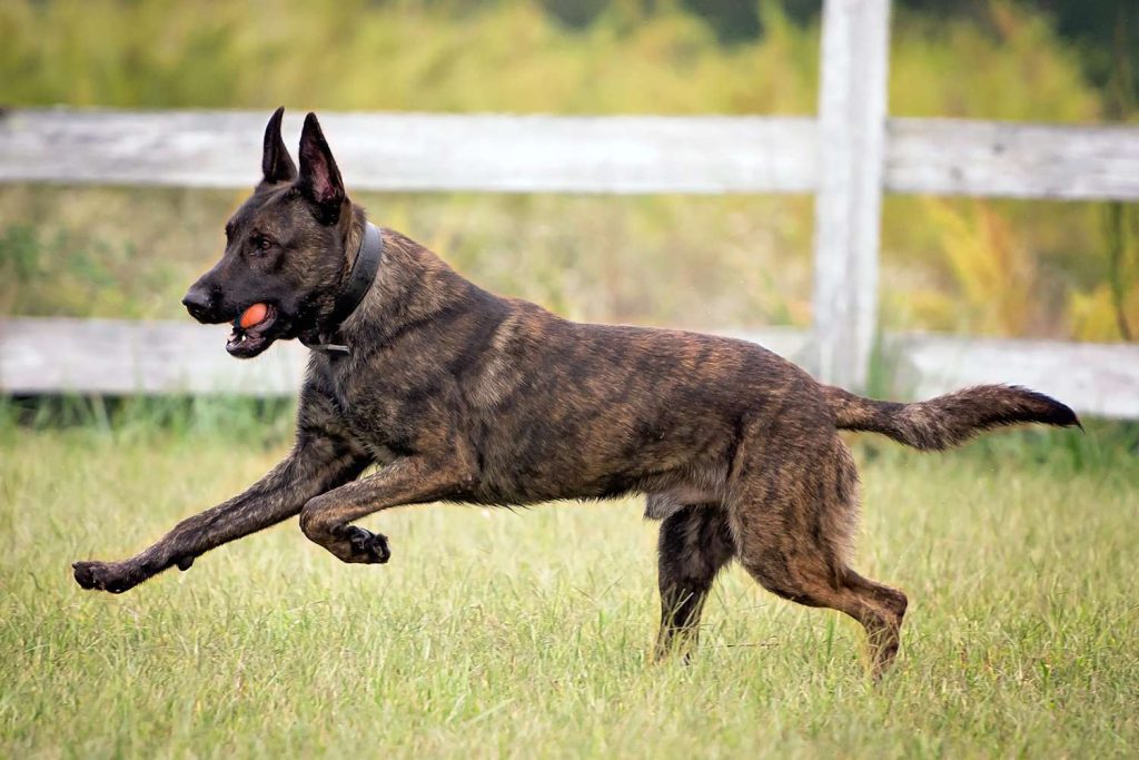 Dutch Shepherd Dog running exercise with ball