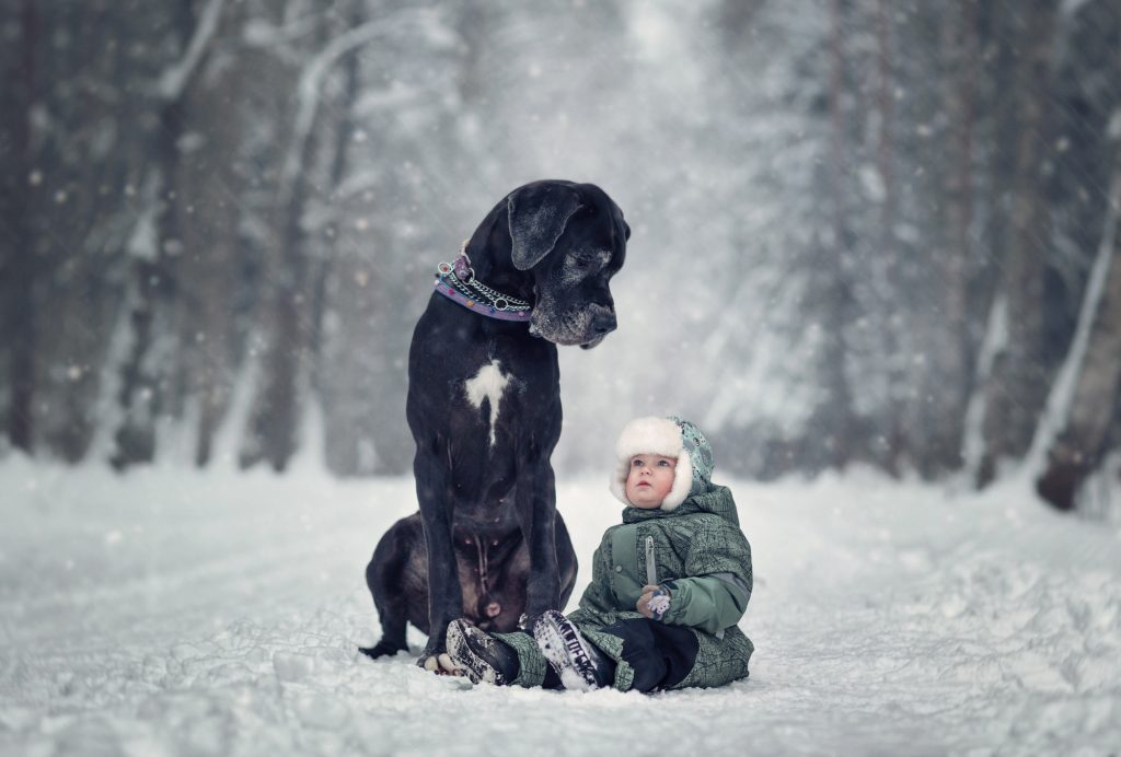 great dane dog Incredible bond between big dogs and small children