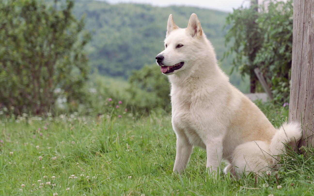 East Siberian Laika Dog Breed Information