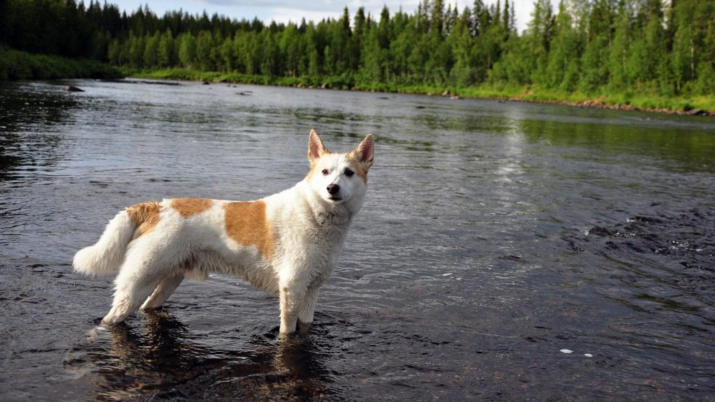 Norrbottenspets Dog water training