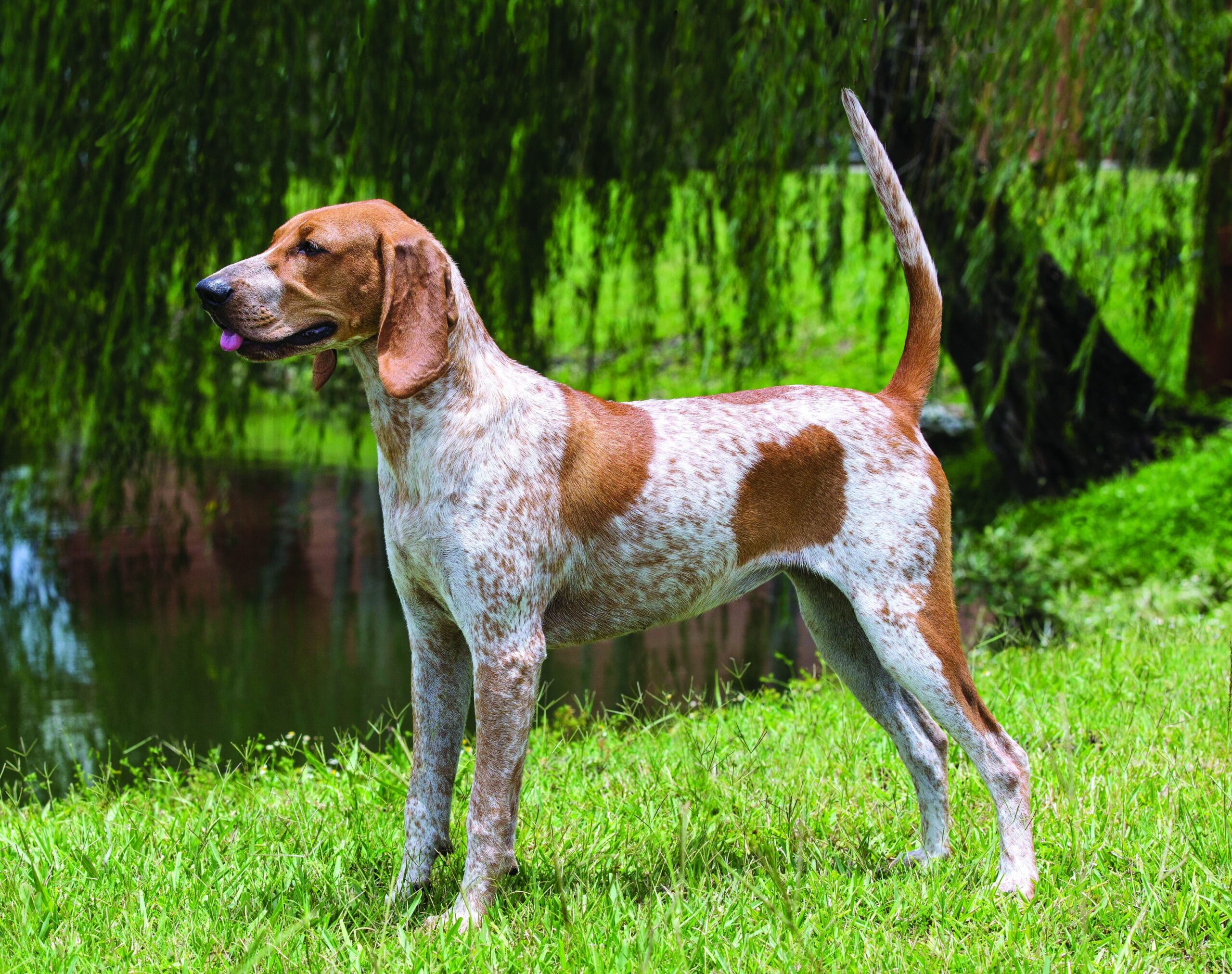 American English Coonhound Dog Breed Information