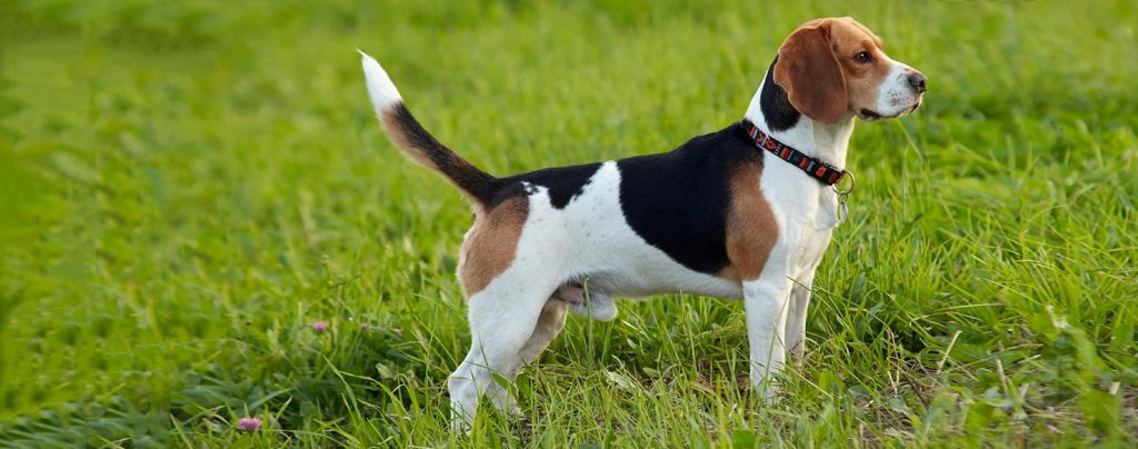 English Foxhound Dog Geared up and prepared for the upcoming training session