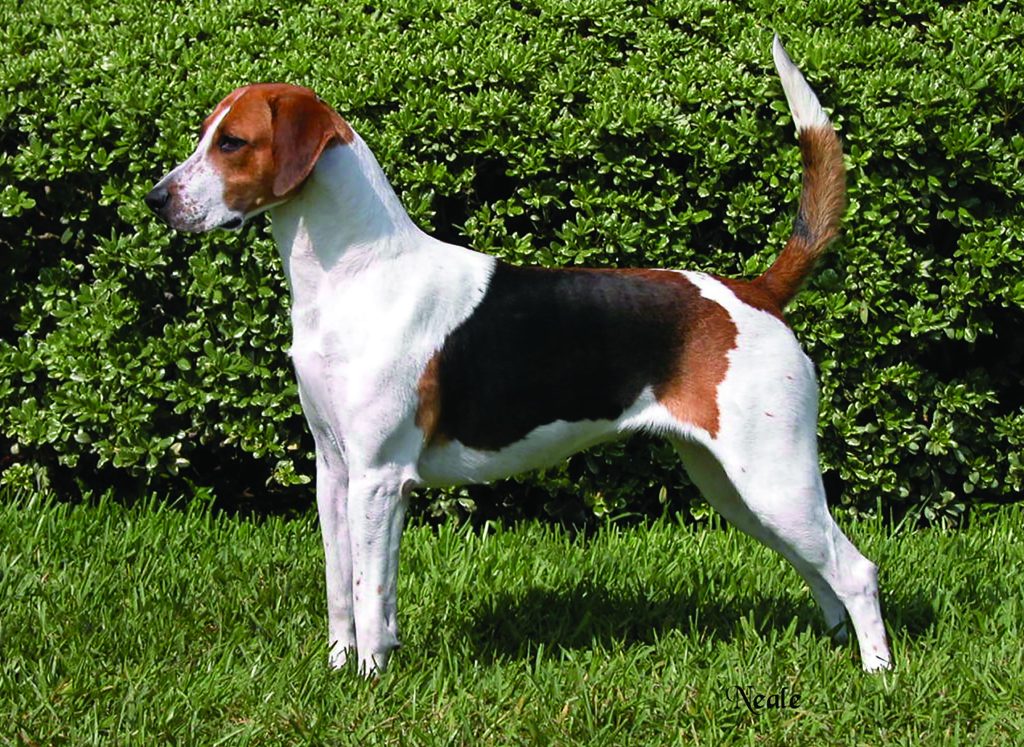 English Foxhound Dog