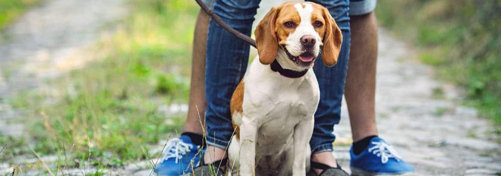 American Foxhound Dog enjoy with family
