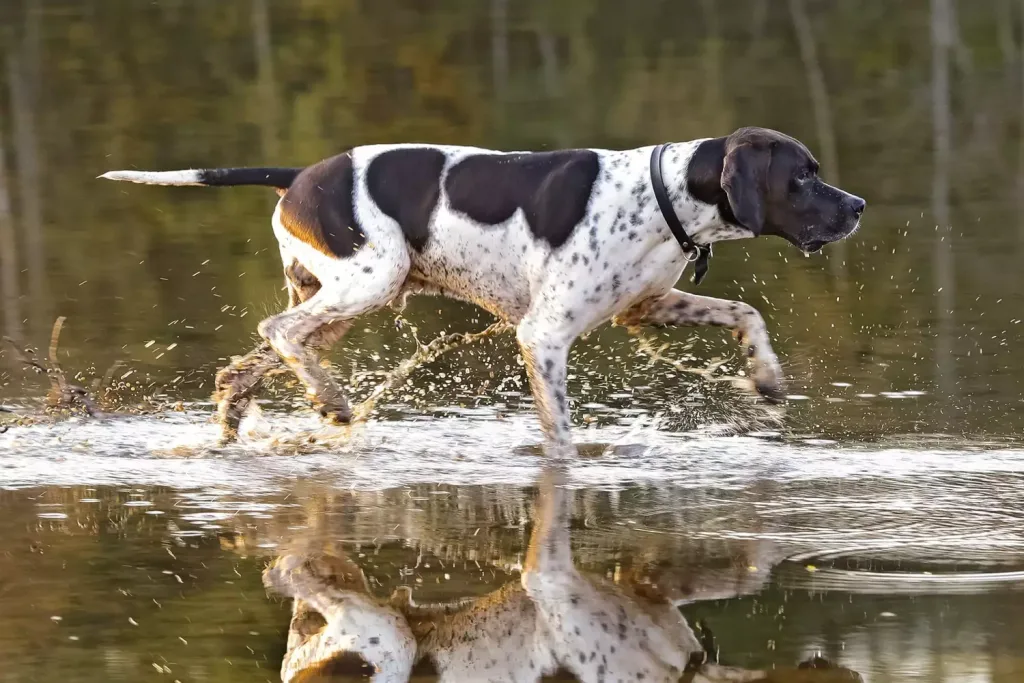 English Pointer Dog running exercise 