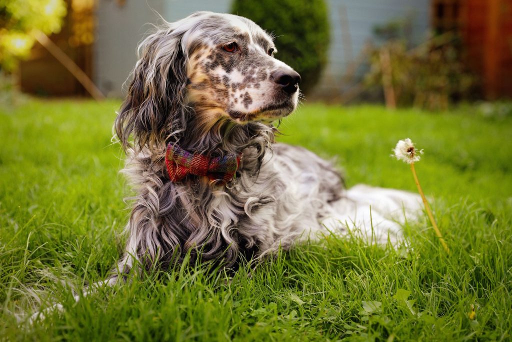 30 Native UK Dog Breeds At Risk Of Extinction