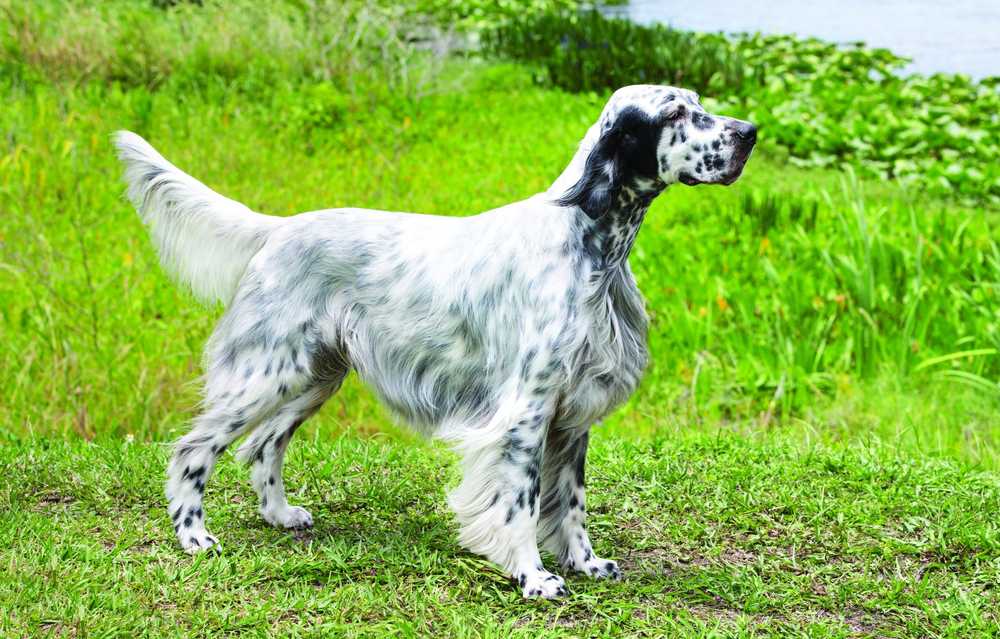 English Setter Dog healthy and happy