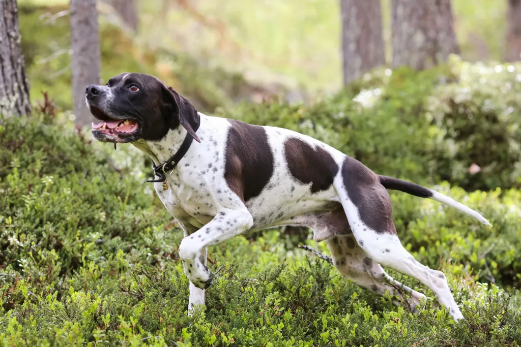 Buy Black And White Speckled Dog Breeds