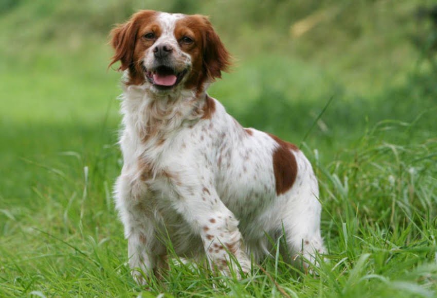 Epagneul Breton Dog Breed Information