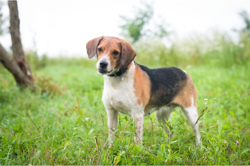 Finnish Hound Dog good and healthy condition