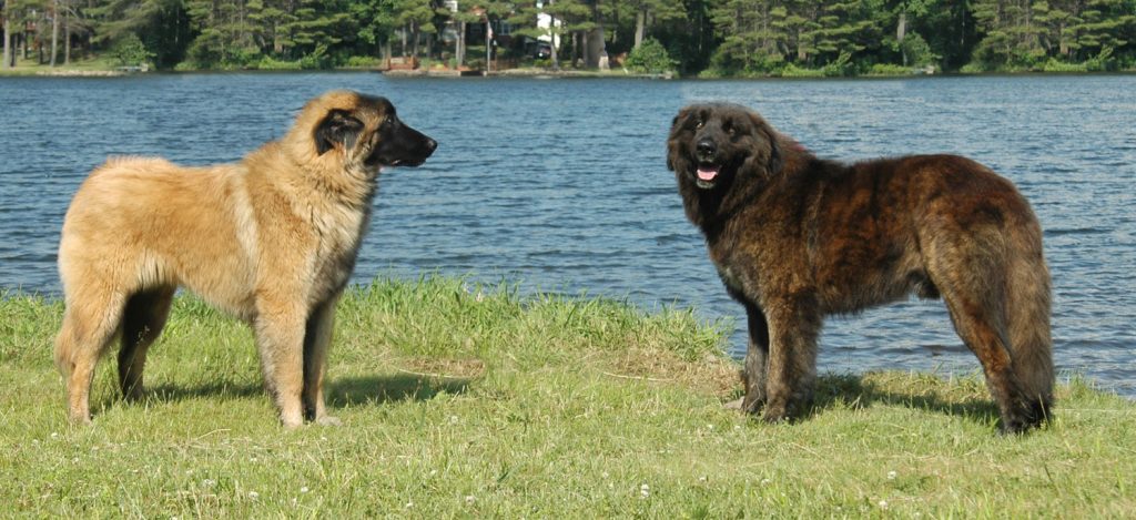 Estrela Mountain Dog two diiferent colours