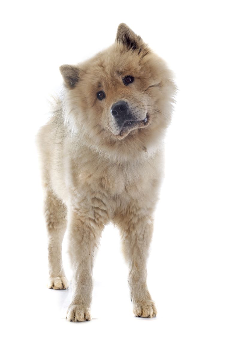 Eurasian (Eurasier) Dog Breed Information