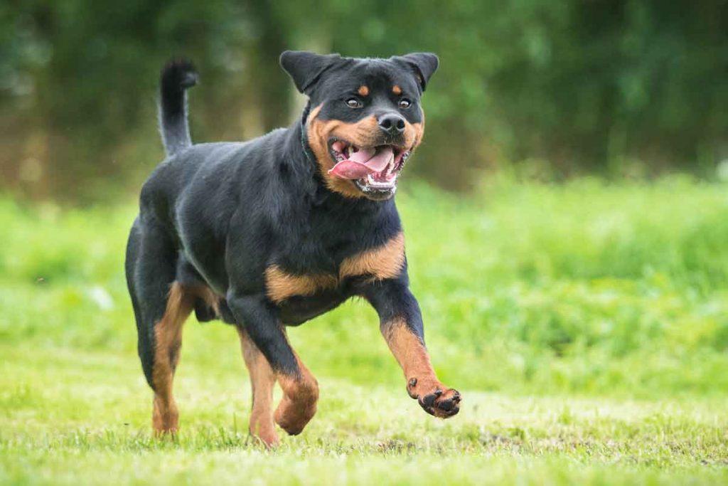 Rottweiler Dog running exercise