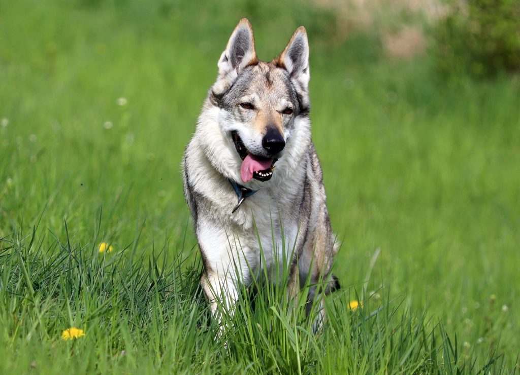 Czechoslovakian Wolfdog walk exercise